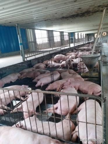 农村自制低成本养猪饲料配方,自制猪发酵饲料的最佳配方