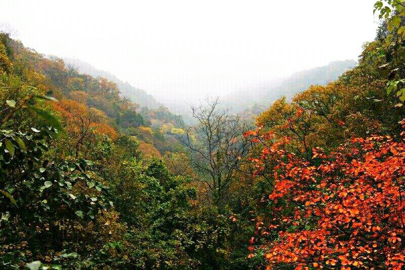 行天下金盛海棠,行天下品淮扬