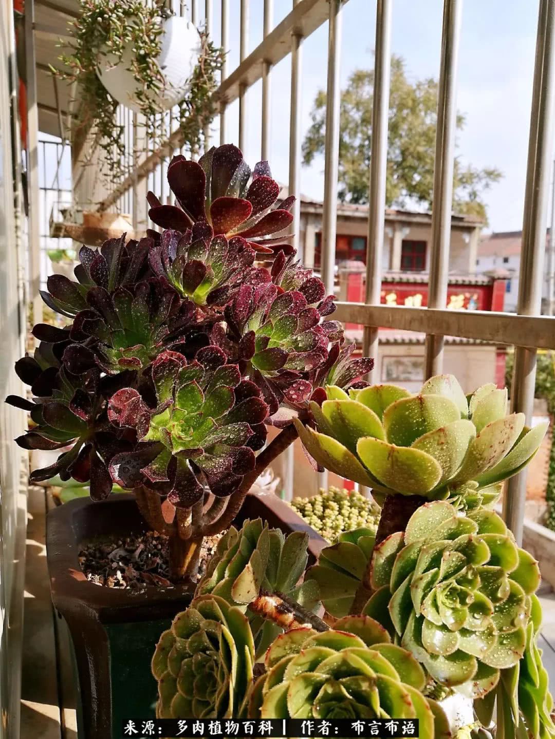 多肉的真实生活感悟,多肉的生活感悟