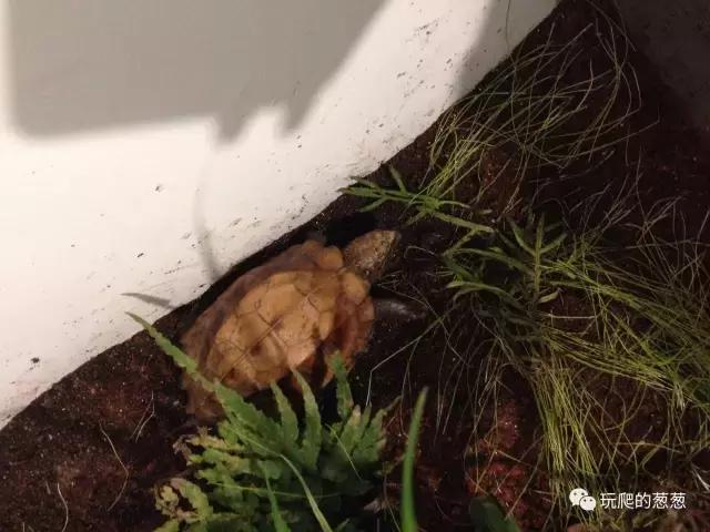 半水龟环境建造,椰土养半水龟