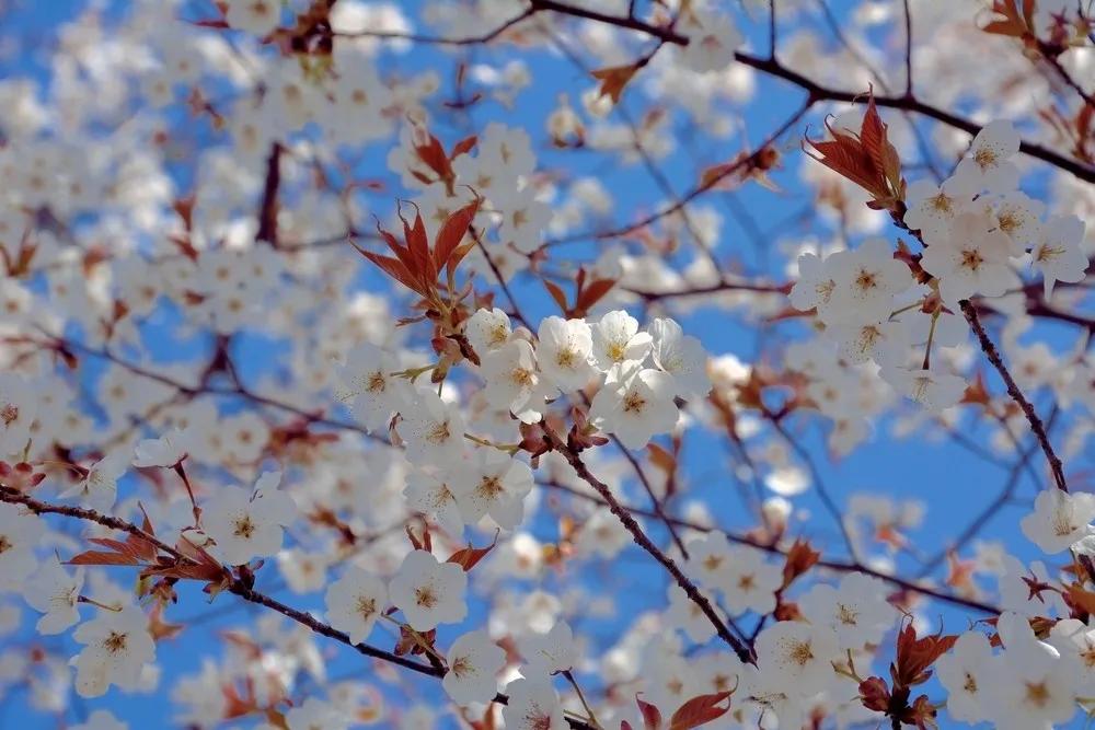 樱花盛开的季节真好看,日本最美樱花大赏