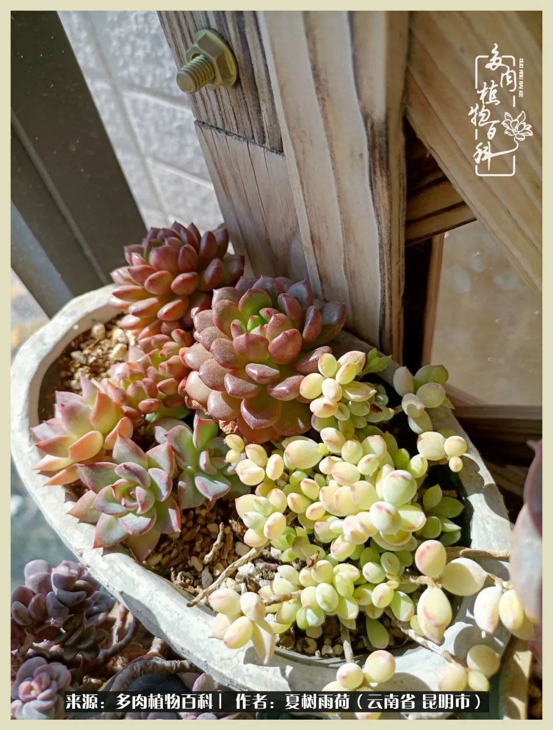 自从养了多肉有了窗台想要个阳台,养多肉10年多