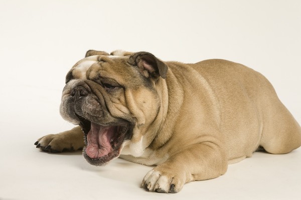 狗狗会应激得肠胃炎吗,狗狗情绪烦躁来回溜达刨窝