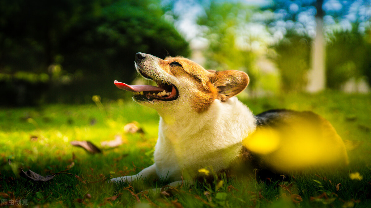 办理狗证的大型犬就可以养了吗,养犬登记指南
