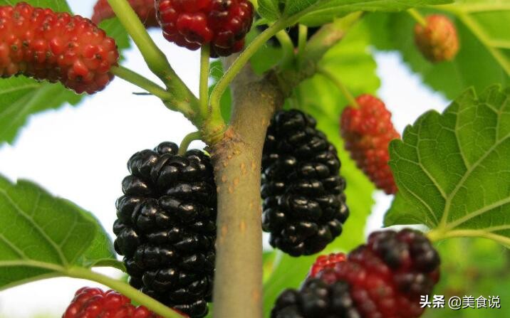 夏天野外一般有什么可以吃的野果,四月份南方常见的野果