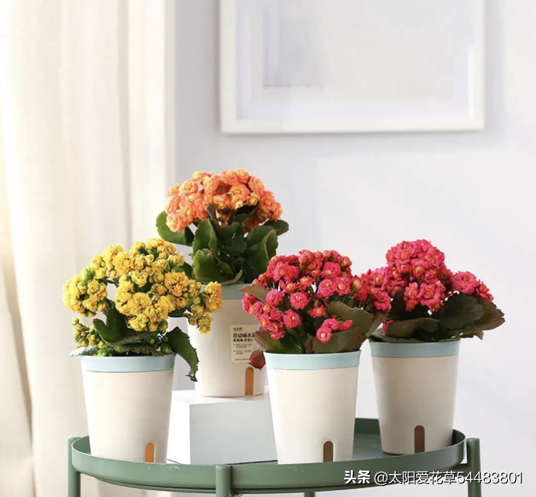 情人节20种礼物推荐,情人节520送什么颜色的花好