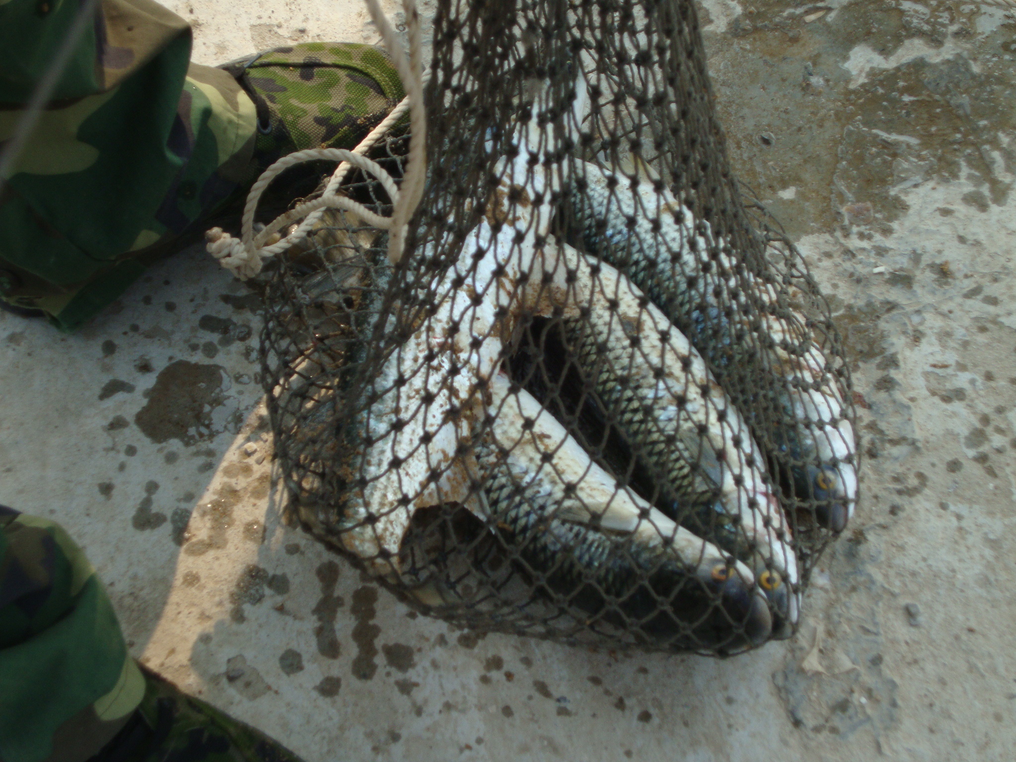 大连小平岛10月钓鱼,大连小平岛冬天钓鱼