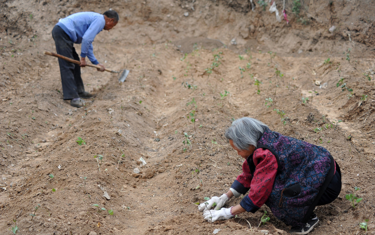 红薯苗栽种后打封闭药,网购红薯苗成活率高吗