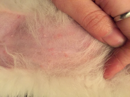 狗狗身上爬满了跳蚤怎么办,狗狗驱虫半个月身上有跳蚤怎么办