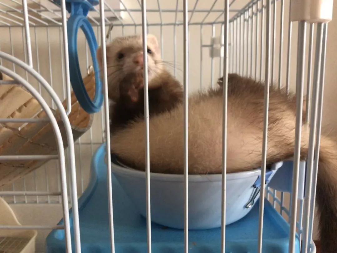 一只鸭子一万五元,一只鸭子一万多