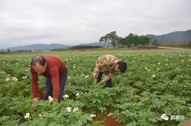 五一麒麟区旅游,麒麟坊哪里好玩