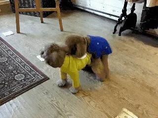 泰迪真的有那么“好色”吗？其实我们都冤枉它了，它也很无辜