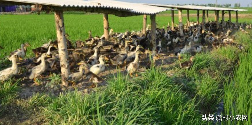 55到65岁在农村能创业什么项目,2021最有前景的10个农村创业点子