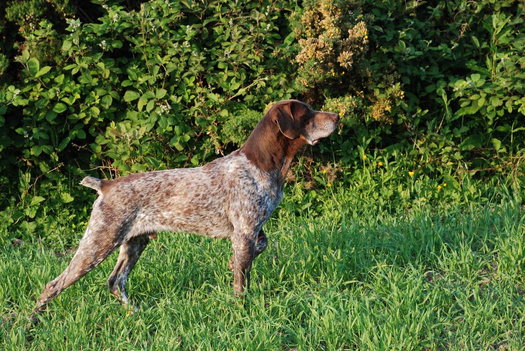 最聪明的十大狗狗品种介绍,史上最全的狗狗品种记得收藏