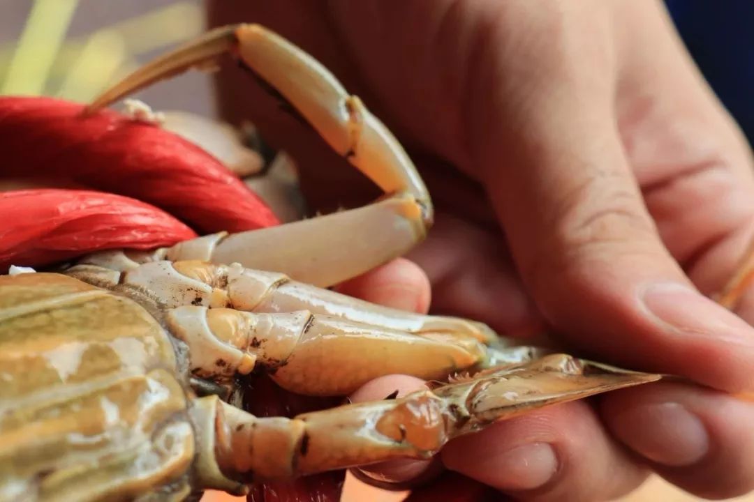 病入膏肓的吃货 (病入膏肓的美味)