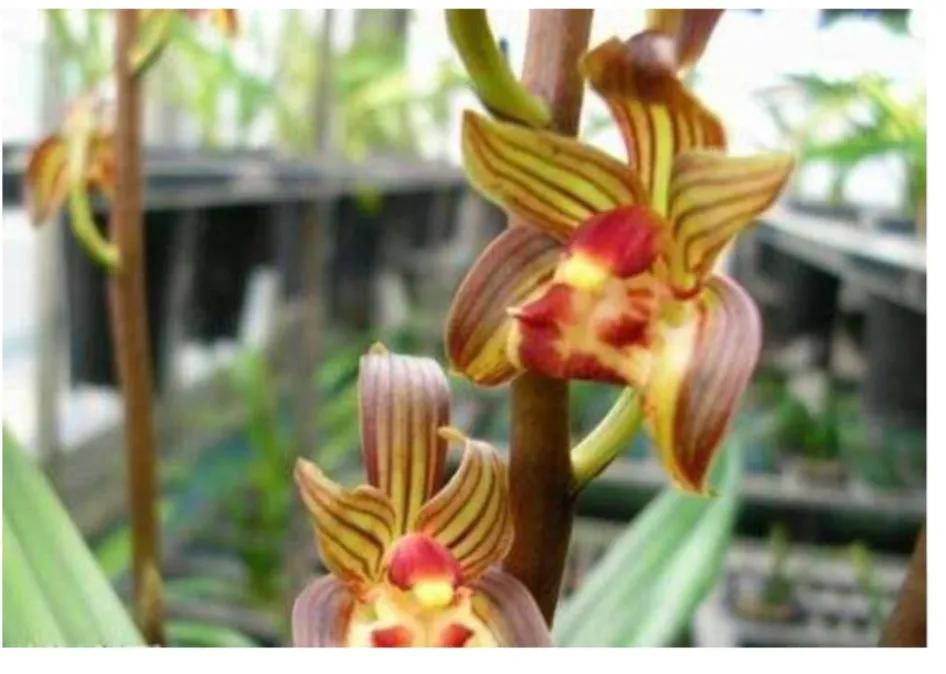 兰花简单介绍,兰花介绍资料大全视频