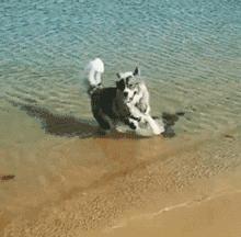 狗中三傻阿拉斯加萨摩耶,哈士奇阿拉斯加萨摩耶是哪里的狗