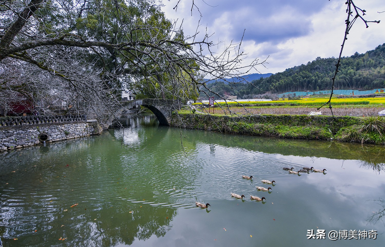 都知严田有棵救皇帝的樟王，却不明那七星伴月是何意，一图见真相