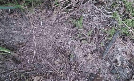 养花的土怎么才能改善酸性土壤,想要土壤疏松透气加什么