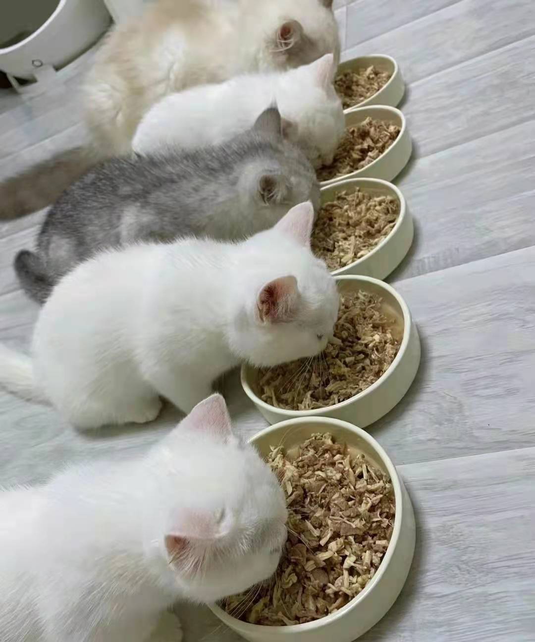 鐚挭鍚冭嚜鍔╁鐚挭濂藉悧,鐚挭搴旇鑷富鍚冭繕鏄畾鏃跺杺