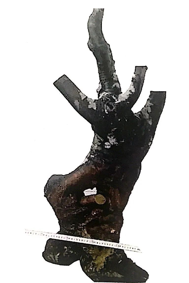 榆树盆景用的榆树是什么品种,小榆树盆景设计100种形态