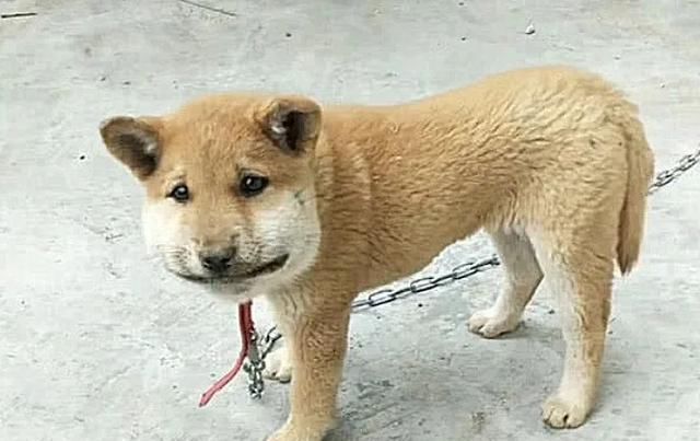 心疼那些被蜜蜂蛰到的狗狗,狗柴犬被蜜蜂蜇