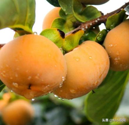 创业养殖农作物,有什么赚钱的农业种植项目