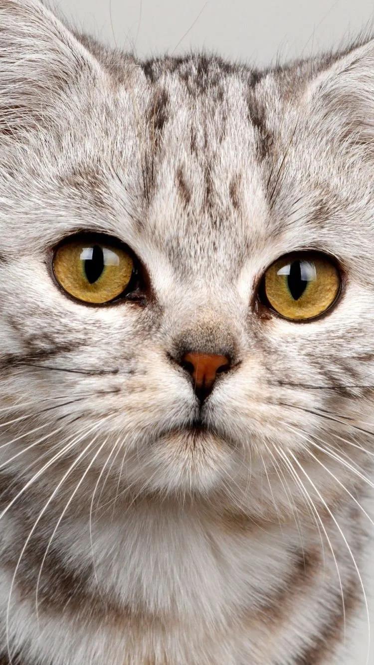 猫咪眼中的漂亮猫咪是什么样的,猫咪猫眼照片