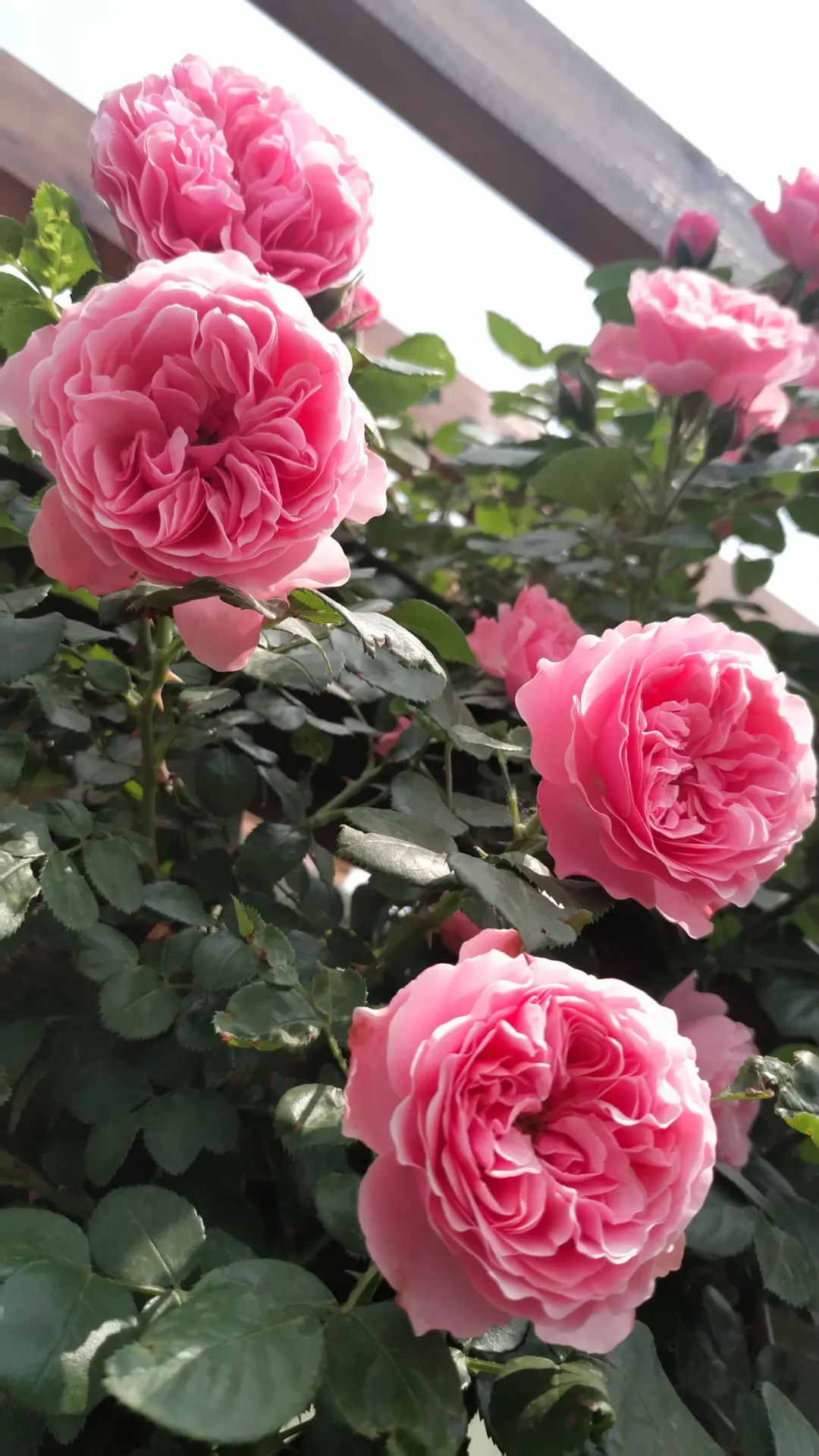 一棵粉达，撑起一座花园的一个春天