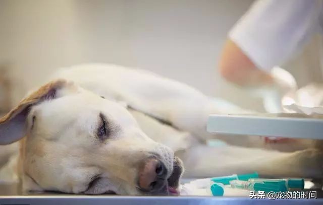 怎样训练狗狗不在家乱拉乱尿,狗狗最近在家乱尿是怎么回事