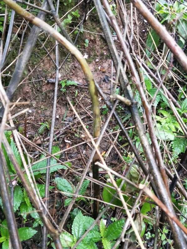 重楼根腐病防治视频,供应重楼茎基腐病杀菌剂