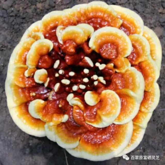 灵芝最佳保存方法,灵芝保存方法灵芝存放多久会变质