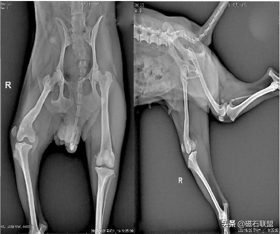 泰迪狗畸形,预防泰迪犬髌骨脱位哪款软骨素好