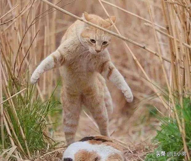 刚养回家的小猫猫怕生咋办,带小猫回家大猫一直哈气怎么办