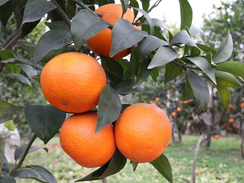 沃柑品种怎么样,沃柑种植前景怎么样了