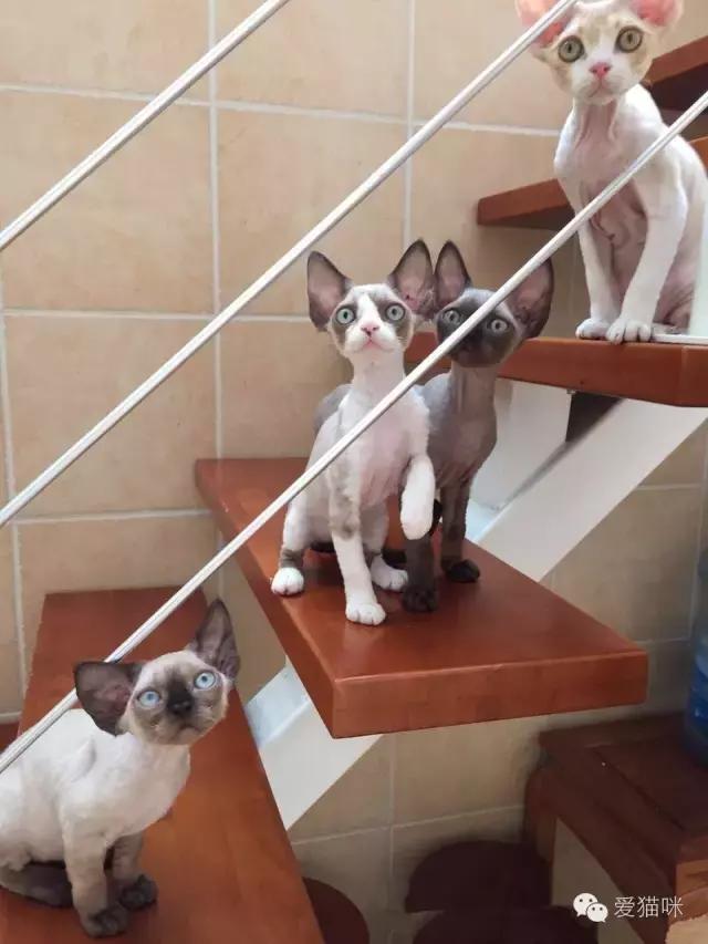 猫咪图鉴,七喵德文卷毛猫