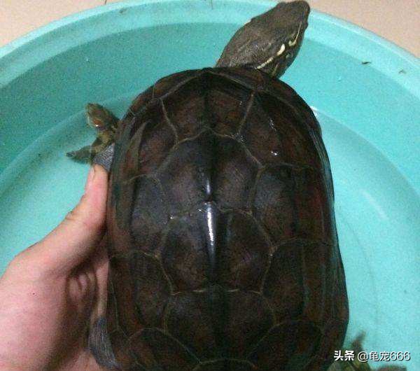 国龟魅力,国龟的韵味美的无法形容