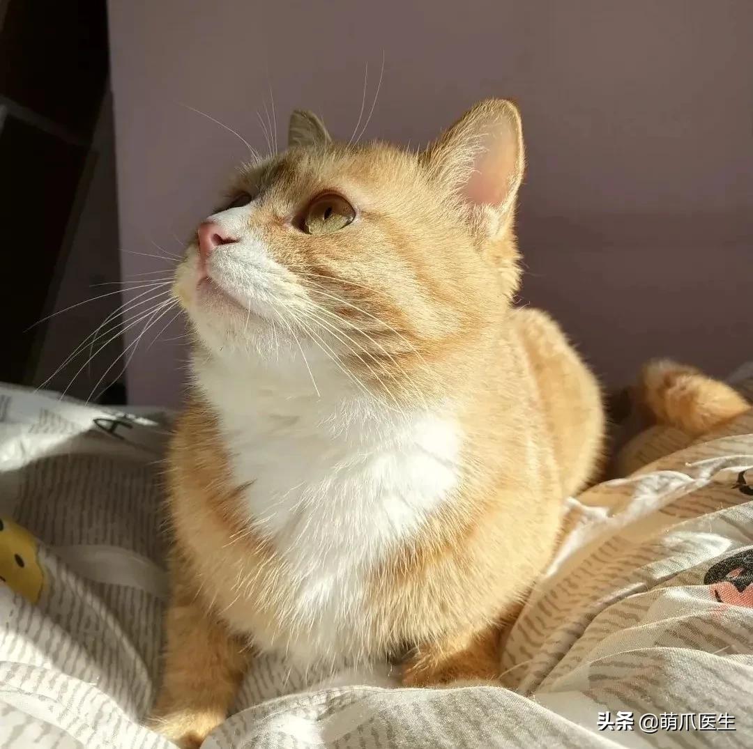 猫到底是什么状态,猫到底是个什么玩意儿