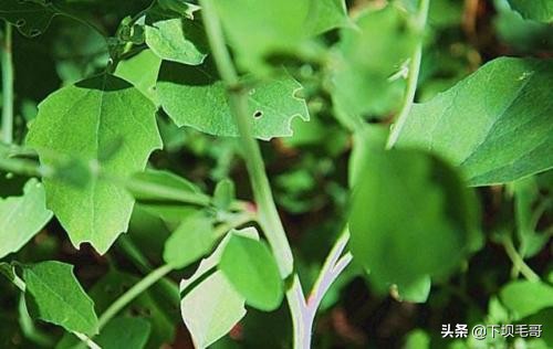 常见却容易忽视的植物,我想看什么植物能治头疼