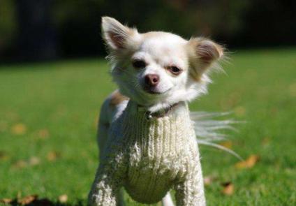 狗狗太怕铲屎官该怎么办,狗狗坚决不想走路跟铲屎官杠到底