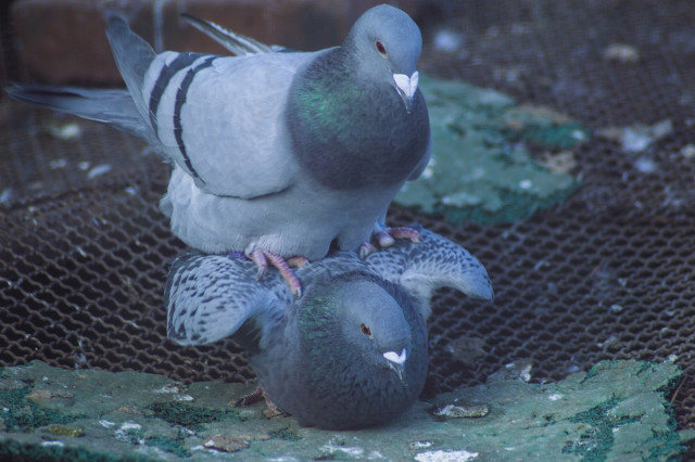 老龄鸽子调理,老种鸽消瘦怎么调理