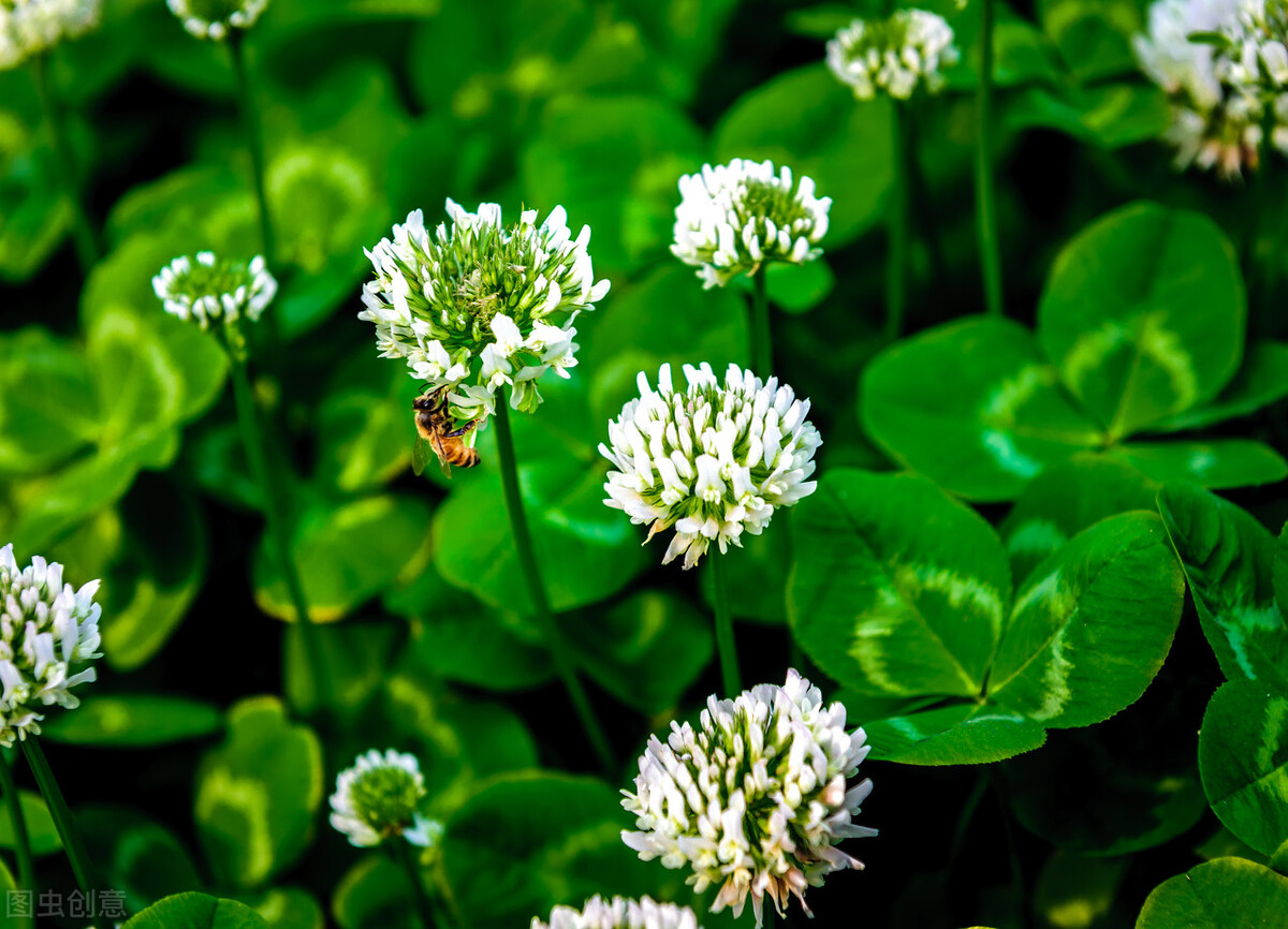 园林人需要知道的85个花卉知识,园林花卉的种类及图片