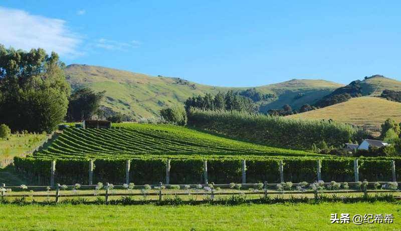 不能错过的8只澳洲雷司令，便宜的价格秒杀欧美产区雷司令