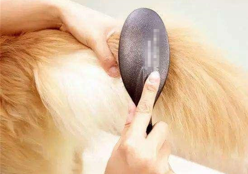 狗子洗澡的正确方法,去宠物店给狗洗澡注意什么