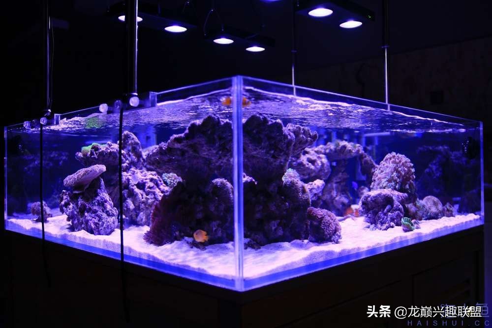 从零开始玩海缸的方法,从零开始玩海缸全过程