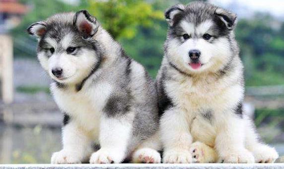 阿拉斯加和哈士奇它们的区别在哪里,谁更值钱一些呢,你喜欢哪个