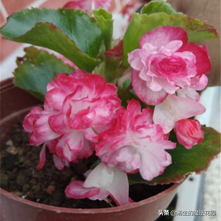 室内宜养的花海棠四季开花吗,四季海棠花开花期间怎么养护