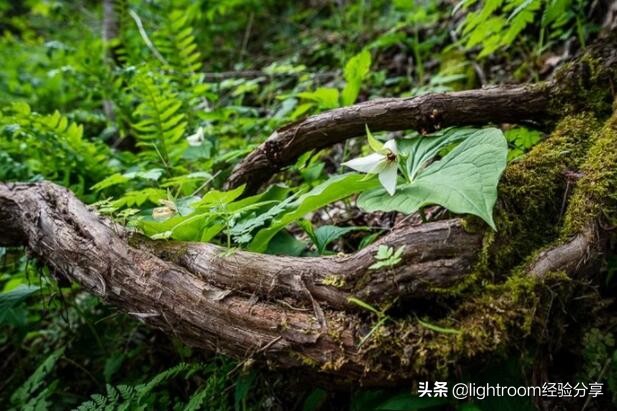 聚焦拍摄怎么弄,选择性聚焦电影片段