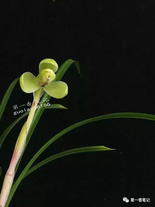 [花开欣赏]0228：高抗性的春兰“定缘梅”经典呈现