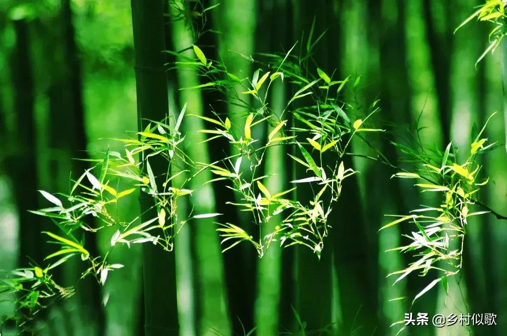 竹子顽强的生命,竹子坚韧的特点